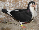 5pn(2012)