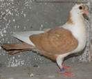 11g(2012)