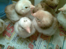 20042012(003)[1]