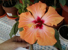 hibi holliday yellow