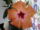 1 mai 2012-flori 025