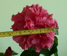 P1380668