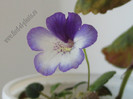 Sinningia Razzmatazz