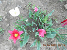DSCN2078
