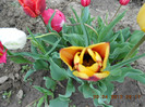 DSCN2087