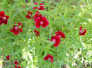 DSCN2478
