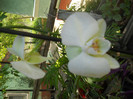 DSCN2481
