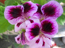 DSCN2482