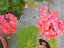 DSCN2483