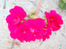 DSCN2484