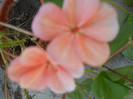 DSCN2487
