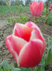 DSCN2107
