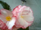 floare begonie 2012