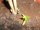 DSCN2193