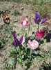 DSCN2201