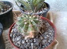 cactus4