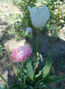 DSCN2203