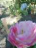 DSCN2206