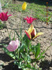 DSCN2207