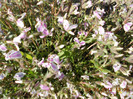 DSCN2233