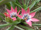 Tulipa Little Beauty (2012, April 28)