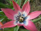 Tulipa Little Beauty (2012, April 28)