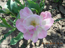 DSCN2339