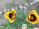 DSCN2356