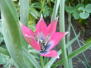 Tulipa Little Beauty (2012, April 30)