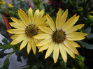 African Daisy (2012, April 29)