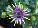 African Daisy (2012, April 30)