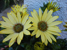 African Daisy (2012, April 30)