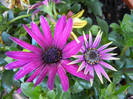 African Daisy (2012, April 30)