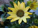 African Daisy (2012, April 30)