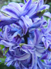 Hyacinth Isabelle (2012, April 28)