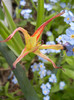 Tulipa Acuminata (2012, April 26)