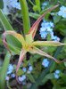 Tulipa Acuminata (2012, April 28)