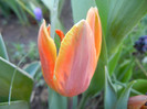 Tulipa Princess Irene (2012, April 28)