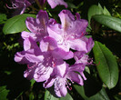 P1520548
