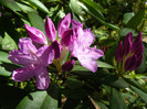 P1520549