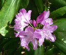 P1520551