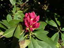 P1520323