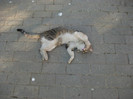 DSCF1463