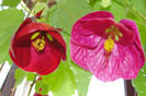 abuti naibob si abuti lilac wonder