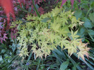 Acer palmatum Katsura (2012, April 29)