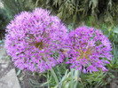 Allium Purple Sensation (2012, April 30)
