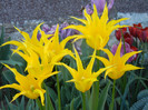 Tulipa Cistula (2012, April 28)