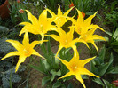 Tulipa Cistula (2012, April 28)