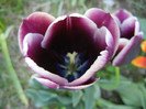 Tulipa Jackpot (2012, April 27)