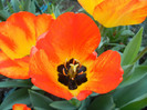 Tulipa Orange Bowl (2012, April 23)